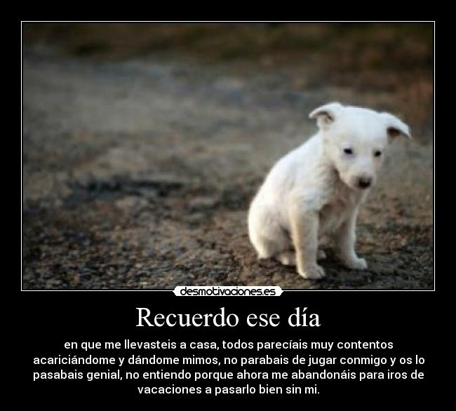 carteles lalala desmoc3 lalala maltrato lalala compres adopta lalala abandones lalala desmotivaciones