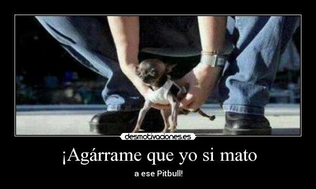 ¡Agárrame que yo si mato - a ese Pitbull!