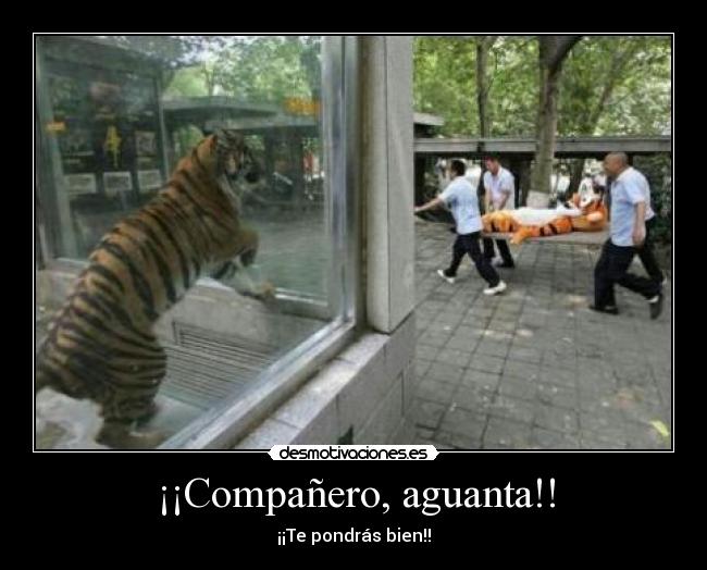 ¡¡Compañero, aguanta!! - ¡¡Te pondrás bien!!