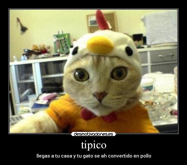 tipico - llegas a tu casa y tu gato se ah convertido en pollo