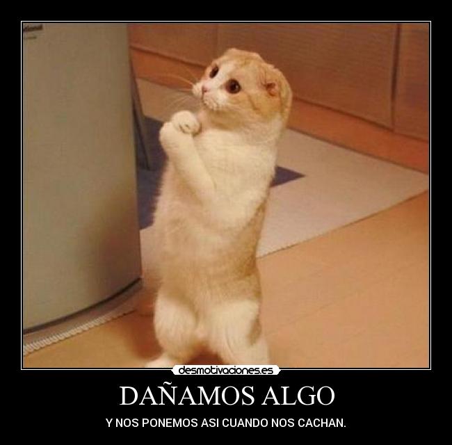 DAÑAMOS ALGO - Y NOS PONEMOS ASI CUANDO NOS CACHAN.