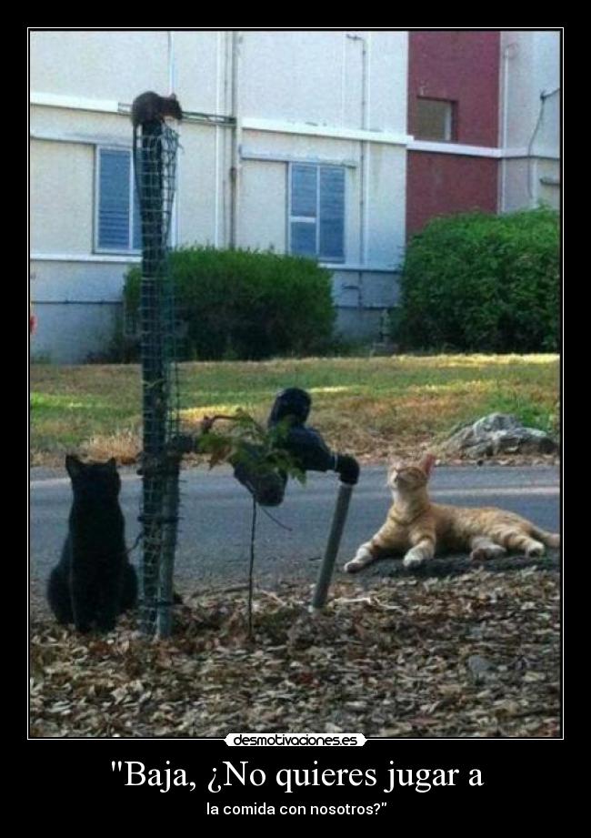 carteles nekos desmotivaciones