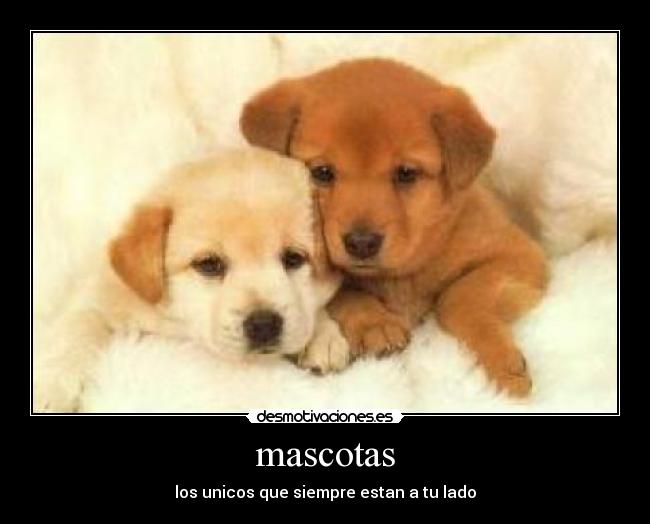 mascotas - 