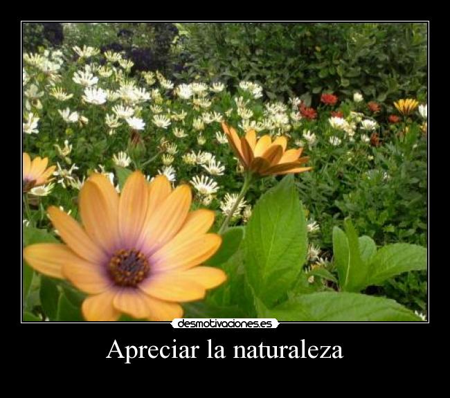 Apreciar la naturaleza -