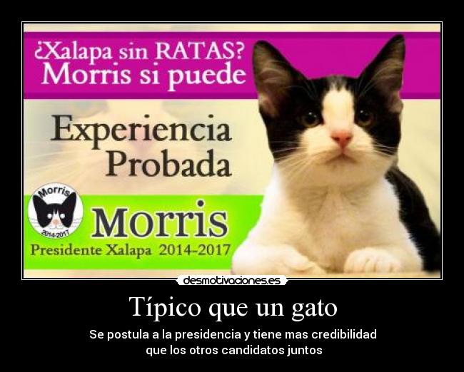 Típico que un gato - Se postula a la presidencia y tiene mas credibilidad
 que los otros candidatos juntos