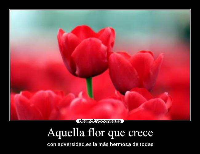 Aquella flor que crece - con adversidad,es la más hermosa de todas