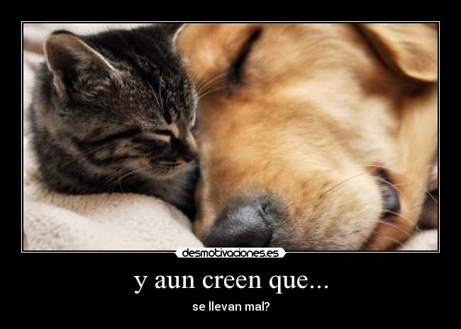 y aun creen que... - se llevan mal?