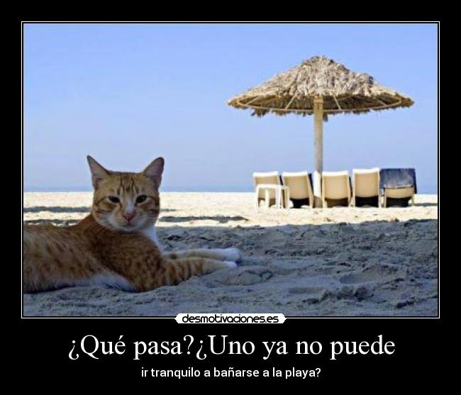 carteles gatitagrr desmotivaciones