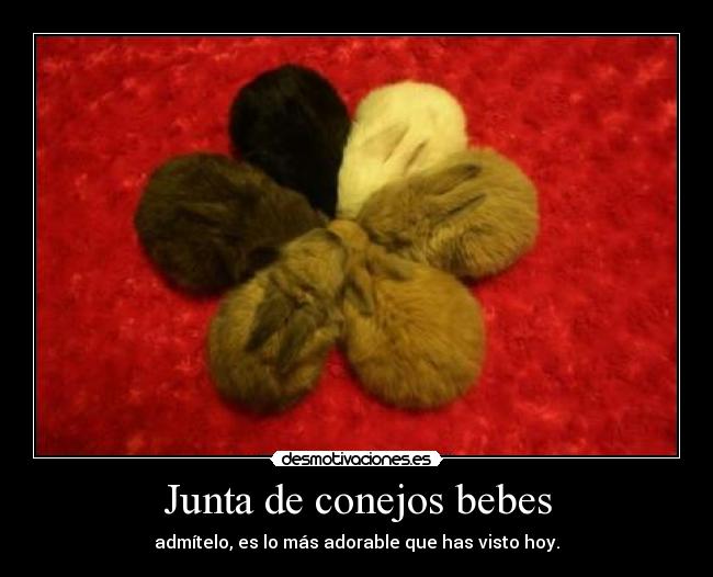 Junta de conejos bebes - admítelo, es lo más adorable que has visto hoy.