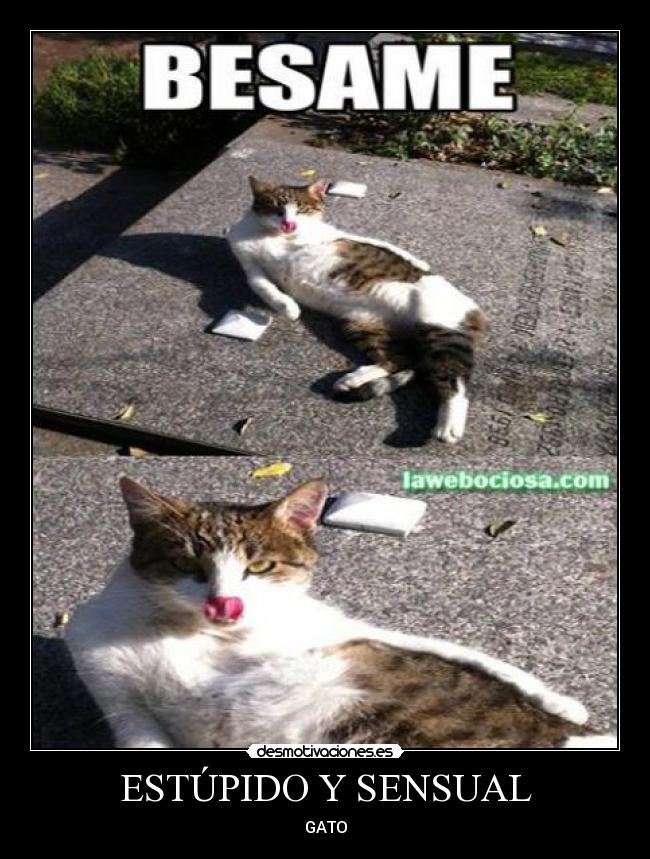 GATOS ESTUPIDOS COM gatos estupidos com: