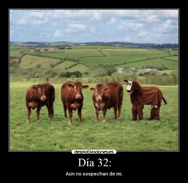 carteles lol wtf cows desmotivaciones