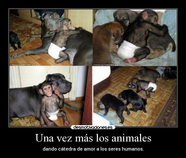 Una vez más los animales -