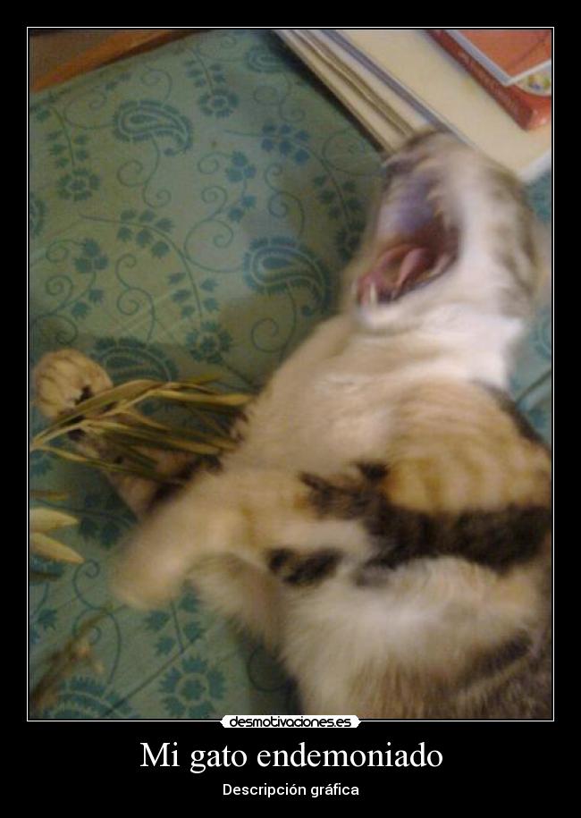 Mi gato endemoniado -