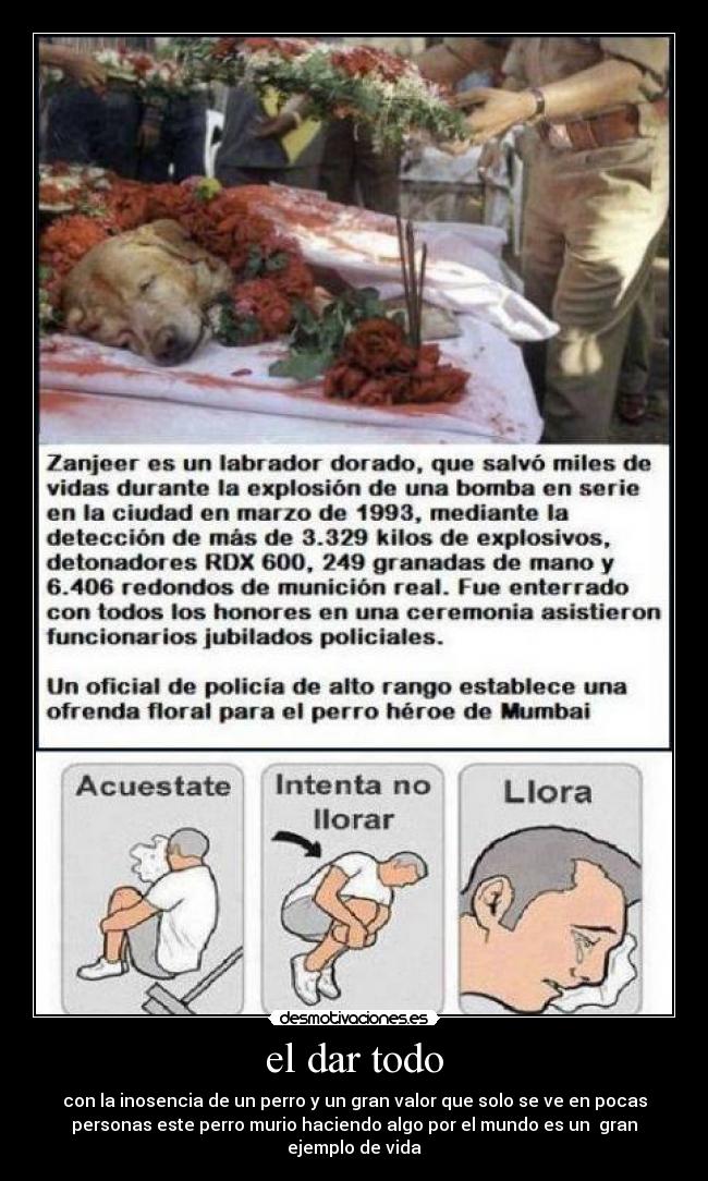 el dar todo - con la inosencia de un perro y un gran valor que solo se ve en pocas
personas este perro murio haciendo algo por el mundo es un gran
ejemplo de vida