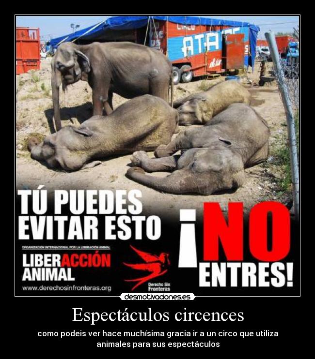 Espectáculos circences -