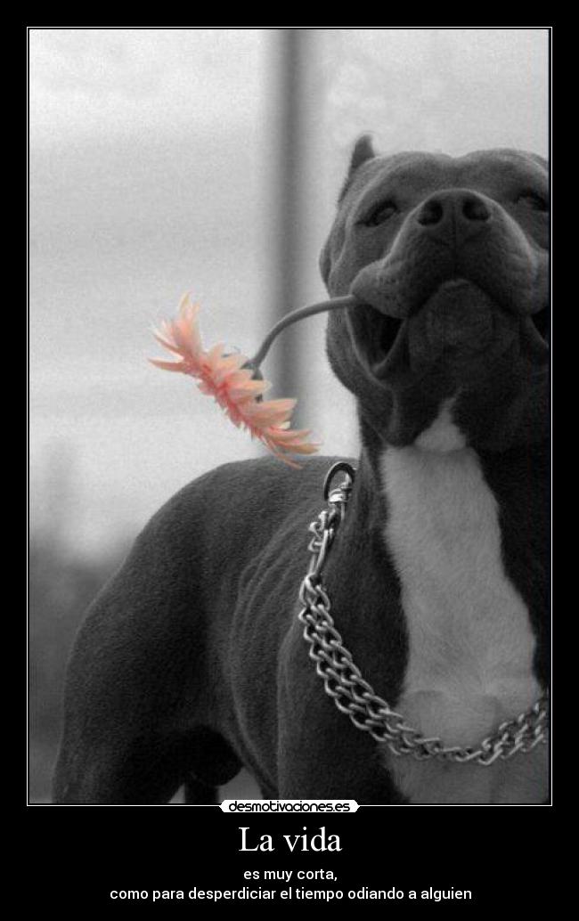 La vida - es muy corta,
como para desperdiciar el tiempo odiando a alguien