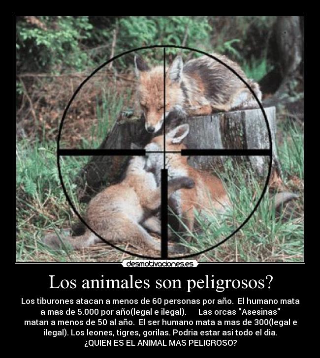Los animales son peligrosos? - Los tiburones atacan a menos de 60 personas por año. El humano mata
a mas de 5.000 por año(legal e ilegal). Las orcas Asesinas
matan a menos de 50 al año. El ser humano mata a mas de 300(legal e
ilegal). Los leones, tigres, gorilas. Podria estar asi todo el dia.
¿QUIEN ES EL ANIMAL MAS PELIGROSO?