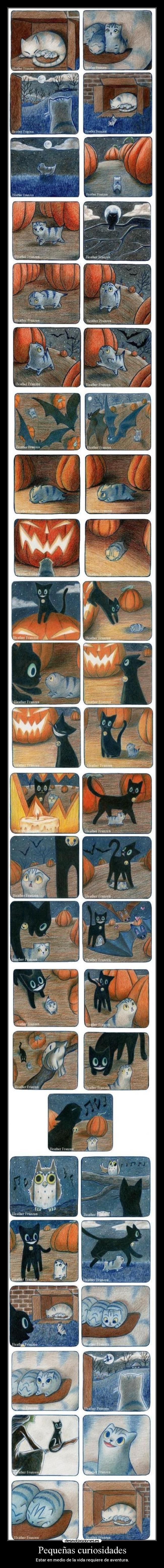 Pequeñas curiosidades - Estar en medio de la vida requiere de aventura.