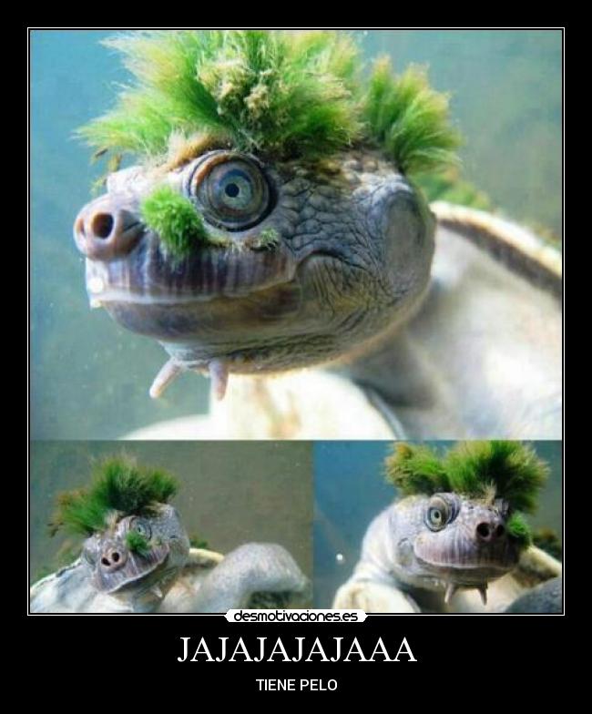 JAJAJAJAJAAA - TIENE PELO