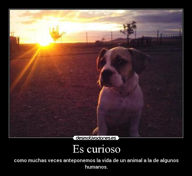 Es curioso - como muchas veces anteponemos la vida de un animal a la de algunos humanos.