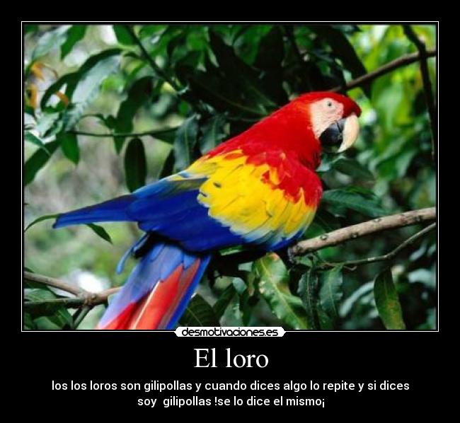 El loro -