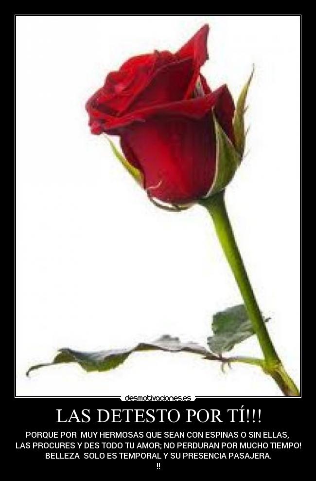 LAS DETESTO POR TÍ!!! - PORQUE POR MUY HERMOSAS QUE SEAN CON ESPINAS O SIN ELLAS,
ASI LAS PROCURES Y DES TODO TU AMOR; NO PERDURAN POR MUCHO TIEMPO! SU
BELLEZA SOLO ES TEMPORAL Y SU PRESENCIA PASAJERA.
!!