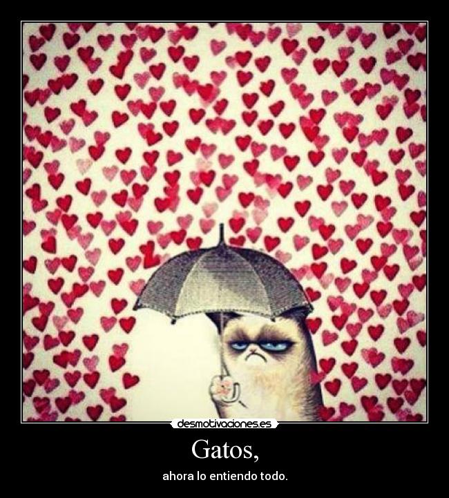 Gatos, - ahora lo entiendo todo.