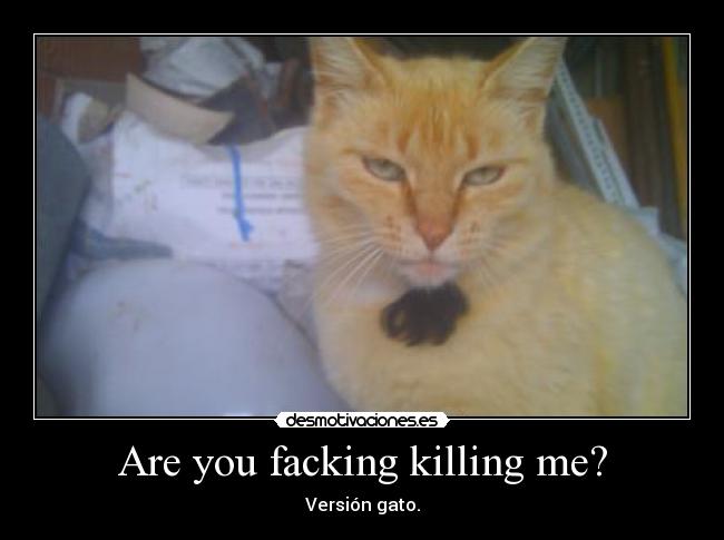 Are you facking killing me? - Versión gato.