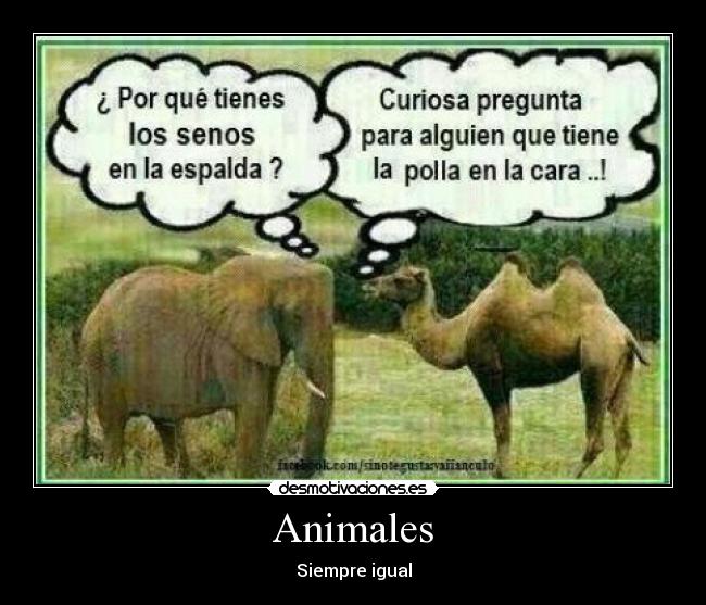 Animales - 