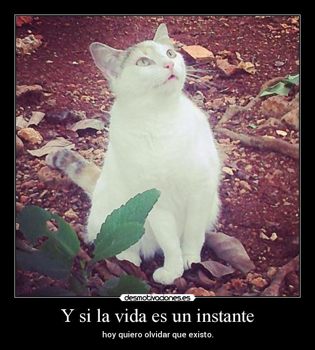 Y si la vida es un instante - hoy quiero olvidar que existo.