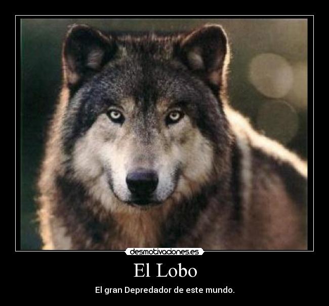 El Lobo - El gran Depredador de este mundo.