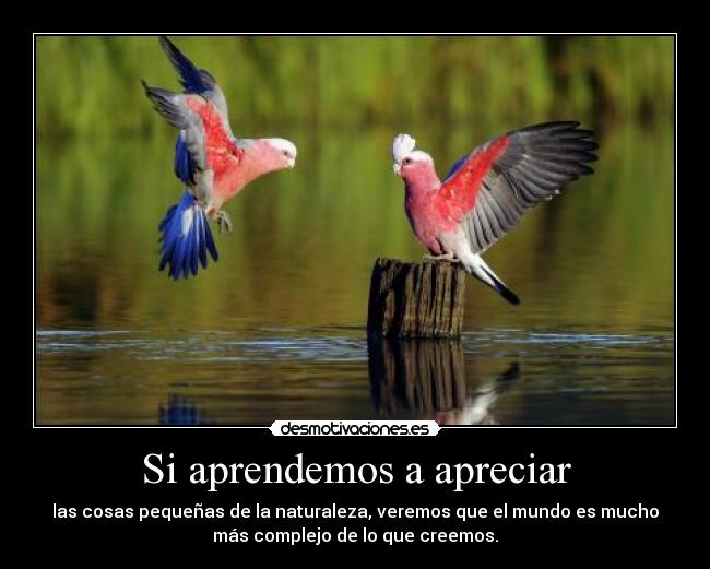 Si aprendemos a apreciar - las cosas pequeñas de la naturaleza, veremos que el mundo es mucho
más complejo de lo que creemos.