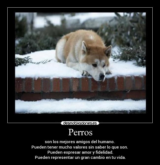 Perros - 