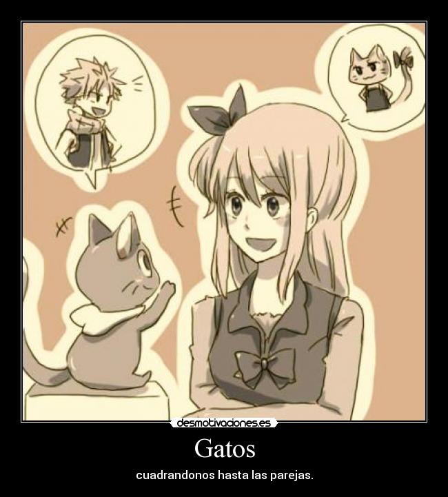 Gatos - 