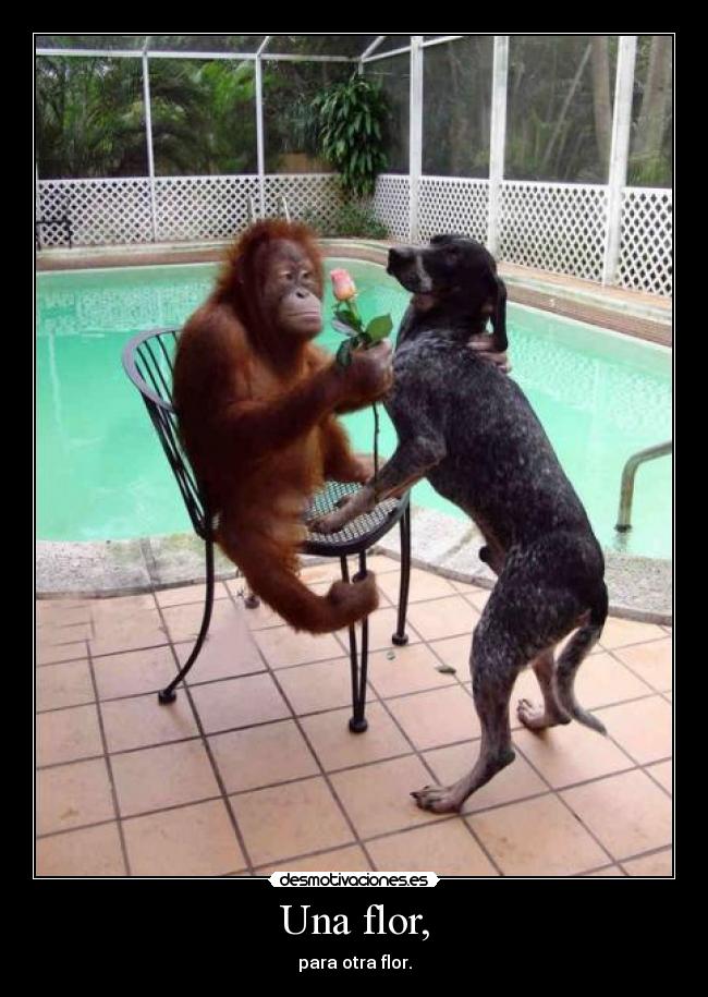 Una flor, - para otra flor.