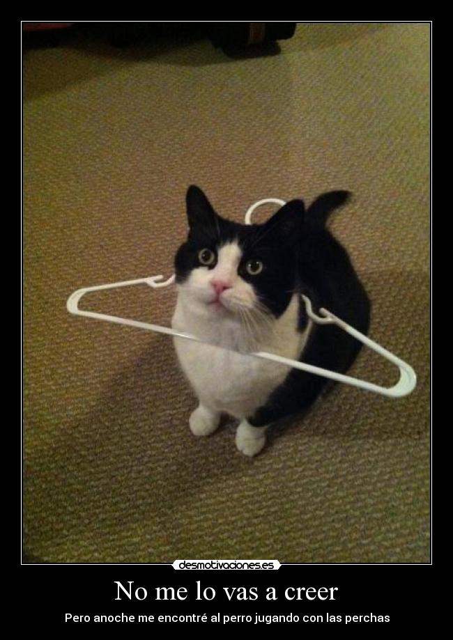 No me lo vas a creer - 