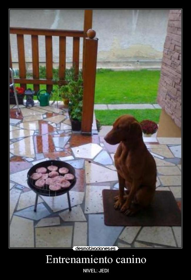 Entrenamiento canino - NIVEL: JEDI