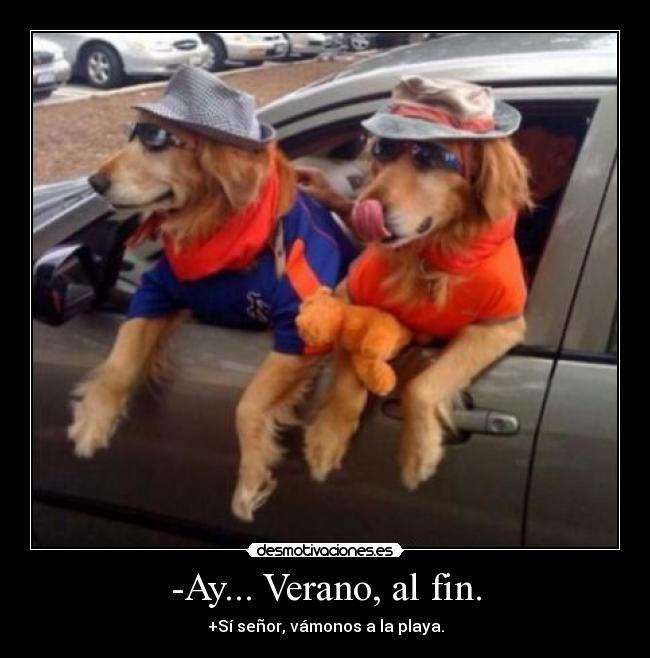 carteles verano perritos verano que dado xddd desmotivaciones