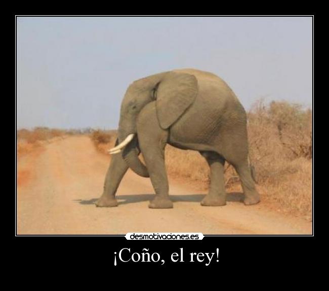 ¡Coño, el rey! -