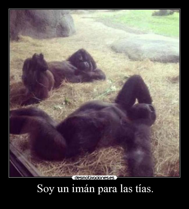 Soy un imán para las tías. -