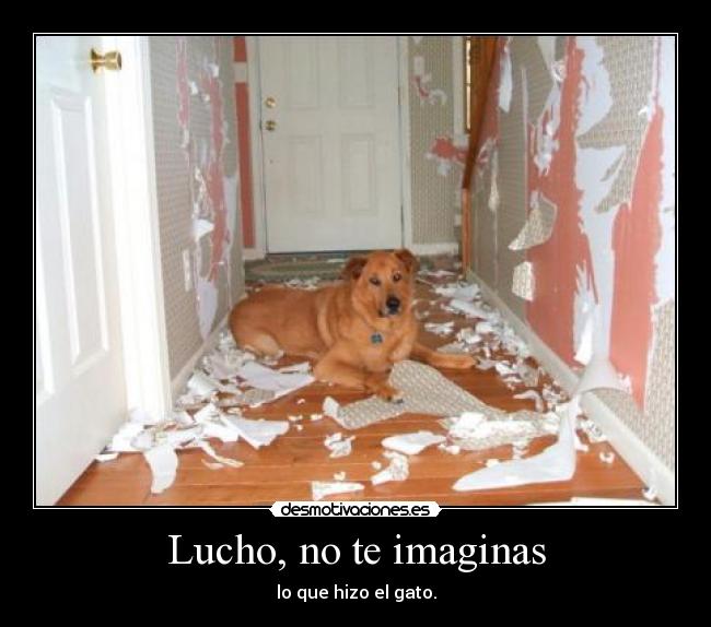 Lucho, no te imaginas - lo que hizo el gato.