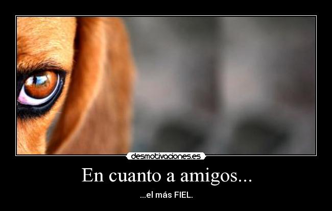 En cuanto a amigos... - ...el más FIEL.