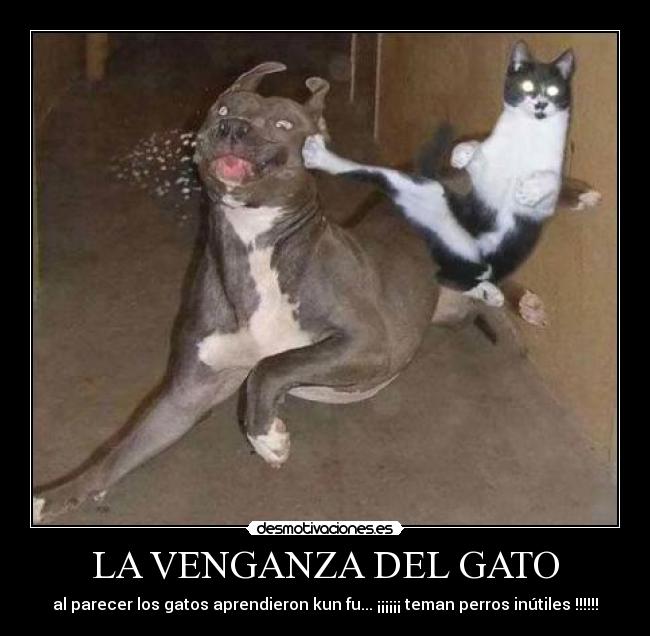 carteles artes marciales desmotivaciones