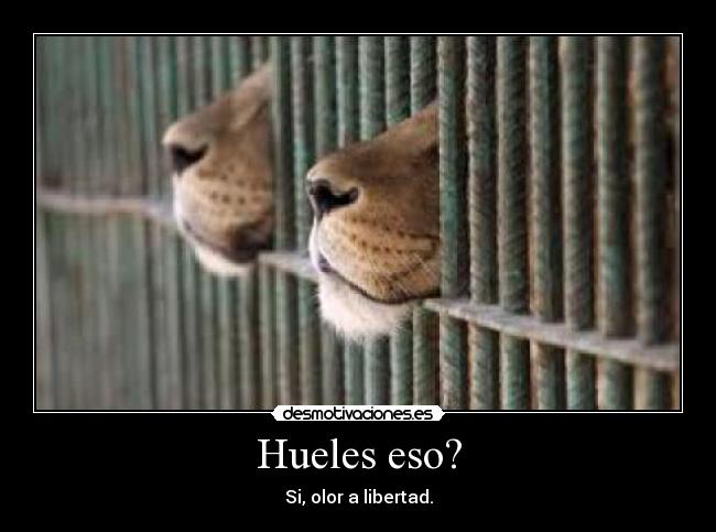 Hueles eso? - Si, olor a libertad.