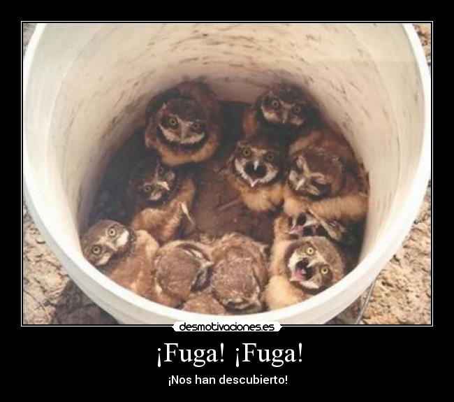 carteles animales graciosos desmotivaciones