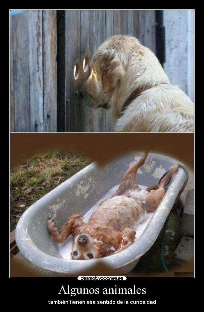 carteles animales algunos desmotivaciones