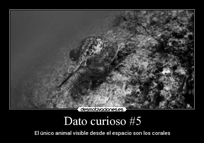 Dato curioso #5 - El único animal visible desde el espacio son los corales