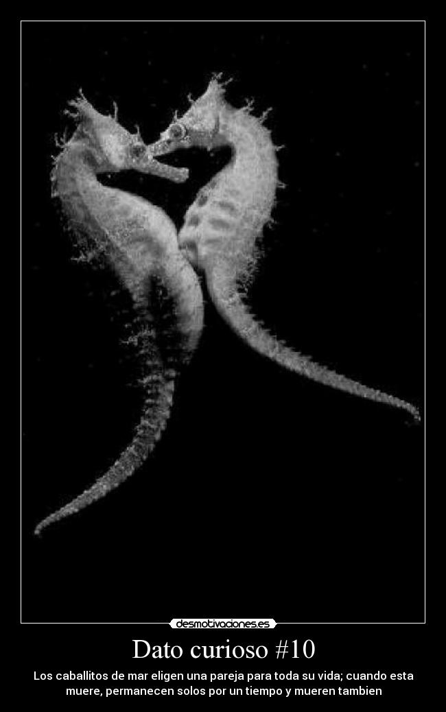 Dato curioso #10 - Los caballitos de mar eligen una pareja para toda su vida; cuando esta
muere, permanecen solos por un tiempo y mueren tambien