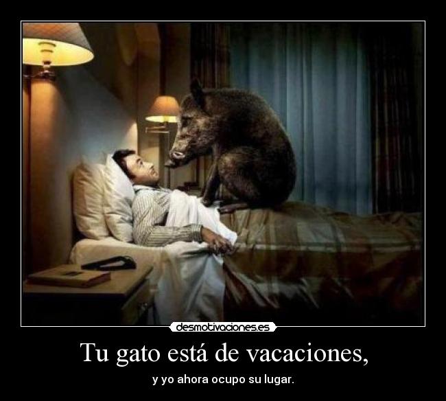 Tu gato está de vacaciones, - 