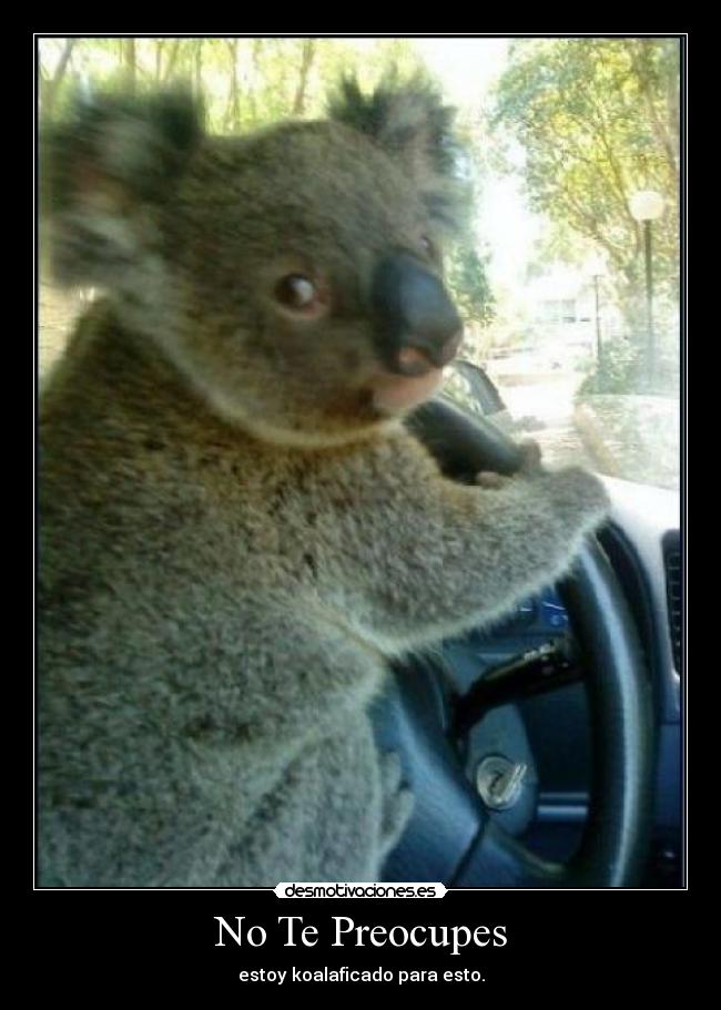 No Te Preocupes - estoy koalaficado para esto.